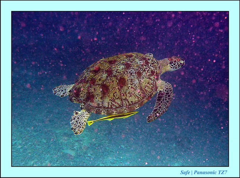 2011 - 08 - Borneo - Mataking 54